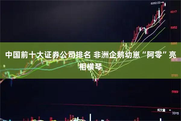 中国前十大证券公司排名 非洲企鹅幼崽“阿零”亮相横琴